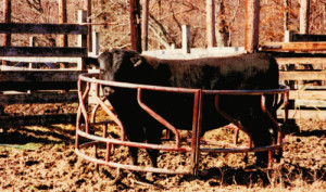 cattle