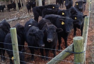 Understanding the Lingo of Quality Beef