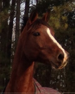 Horse Boarding