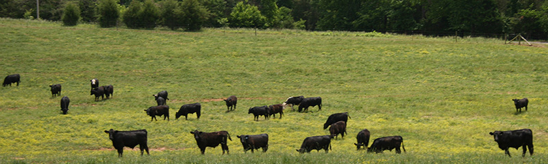 cows in Mills Family Farm